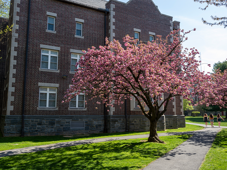 A tree, standing against a brown brick building, is covered in pale pink blossoms.